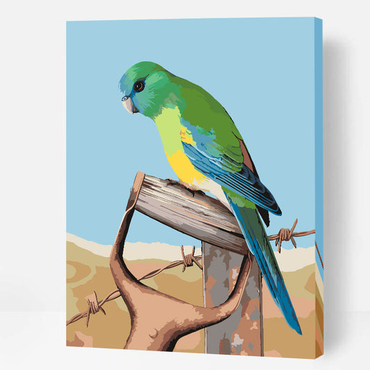 Red-rumped Parrot