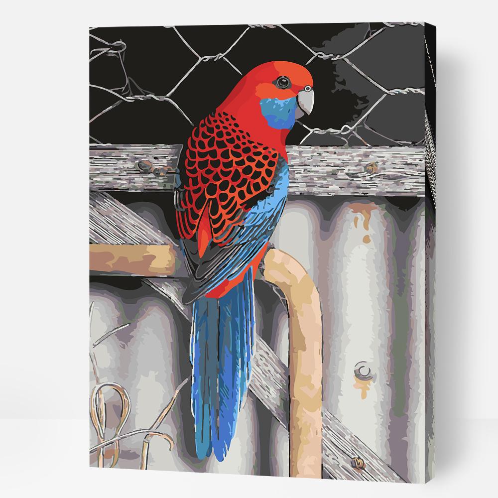 Crimson Rosella - Paint By Numbers Cities