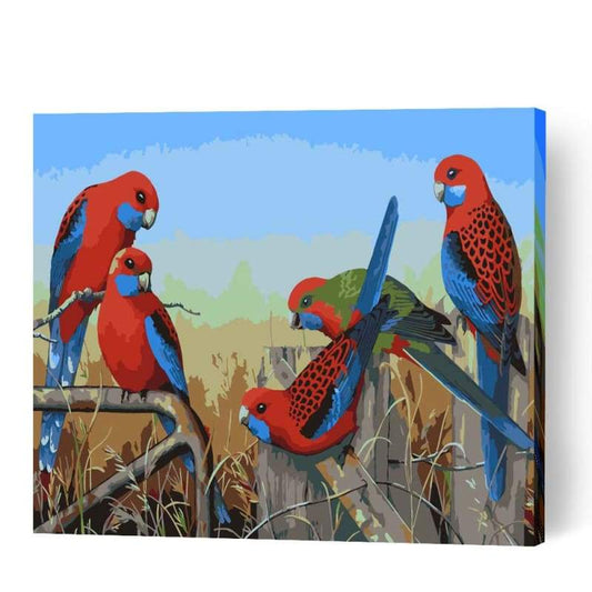 Crimson Rosellas - Paint By Numbers Cities