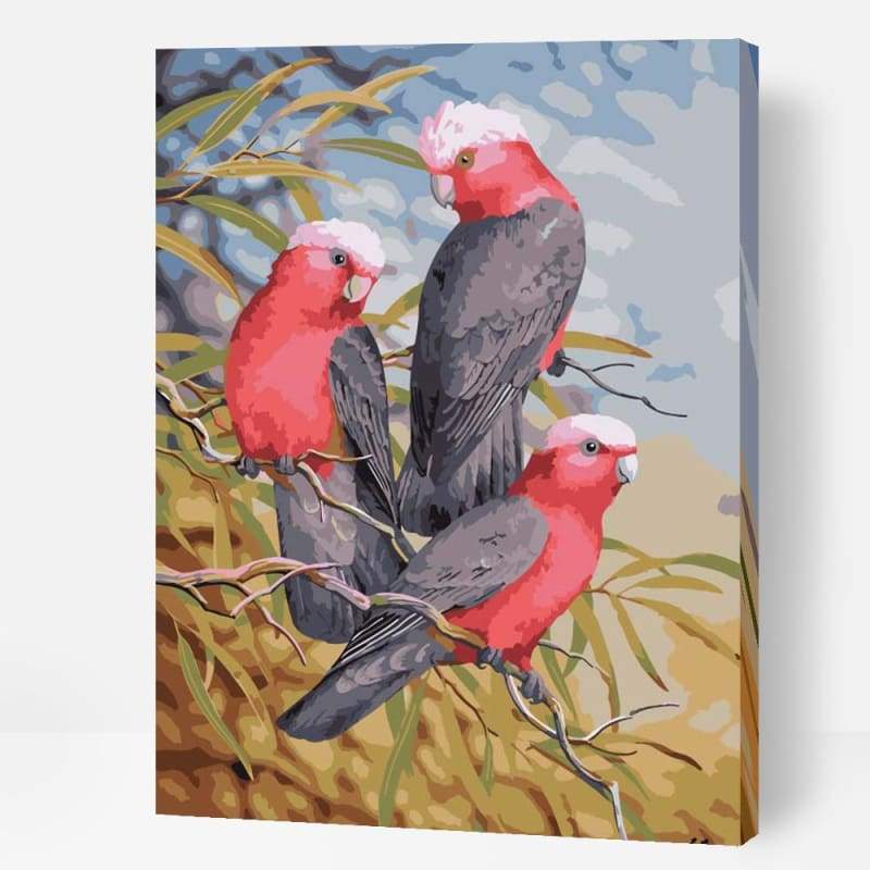 Galahs - Paint By Numbers Cities