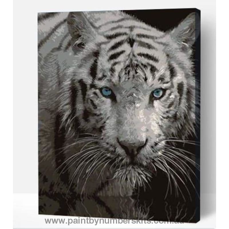 Snow tiger in water - Paint By Numbers Cities